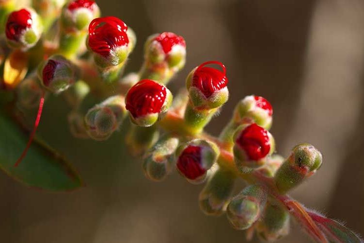Mistletoe Bay flora