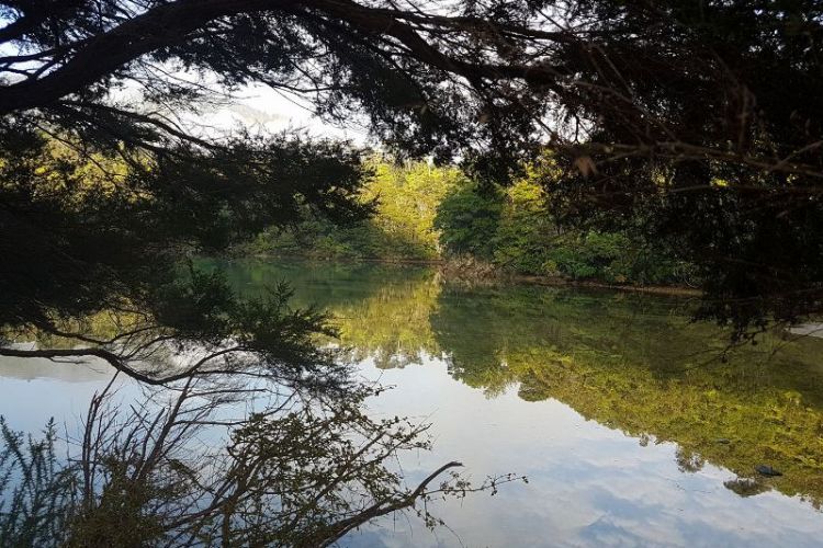 Mistletoe Bay water reflections
