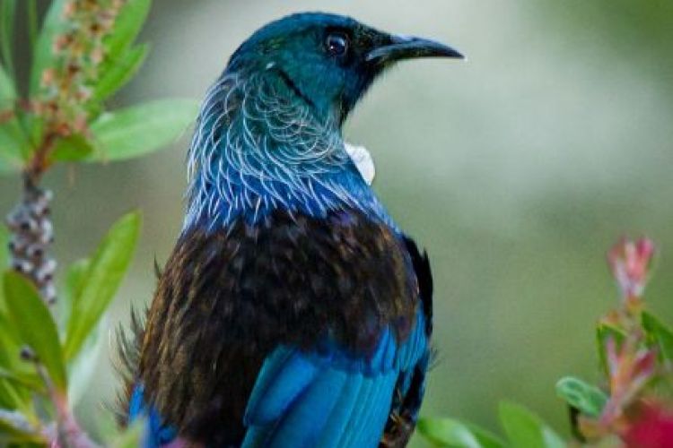 Mistletoe Bay Tui