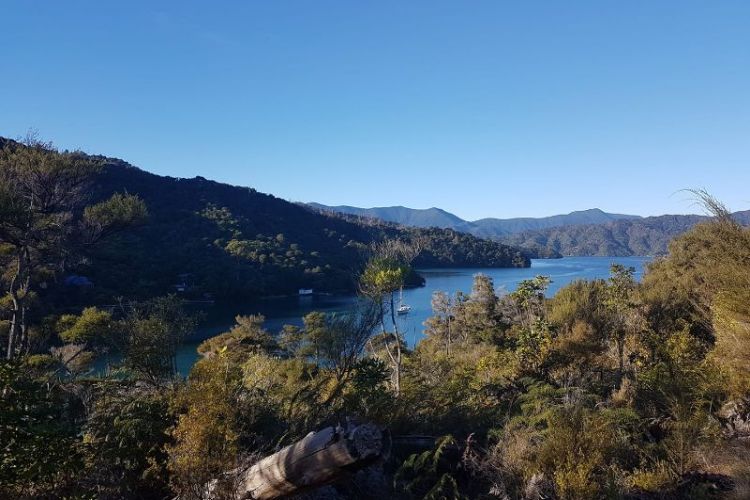 Mistletoe Bay Views