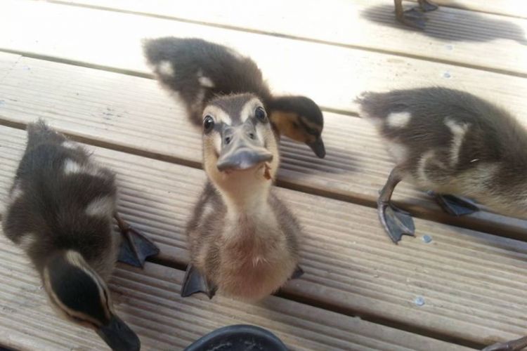 Ducklings