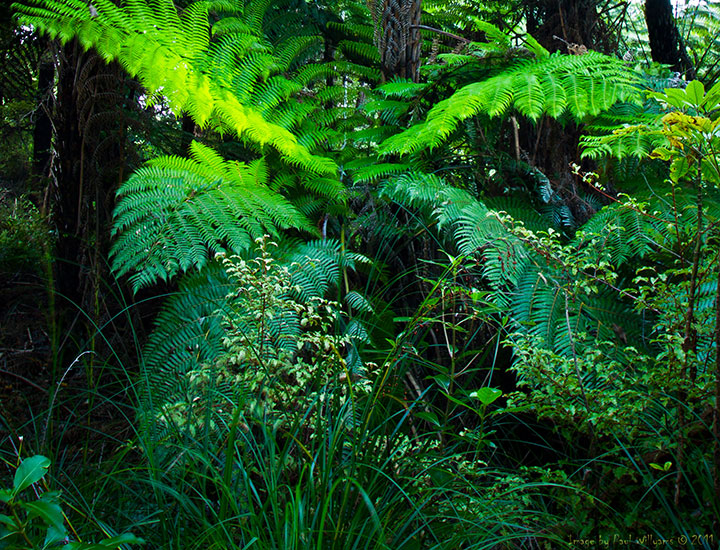 Conservation & Sustainability | Our Purpose | About Us Menu | Mistletoe Bay